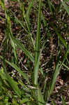 Thinfruit sedge